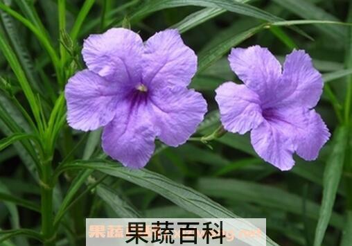 翠芦莉的功效和作用