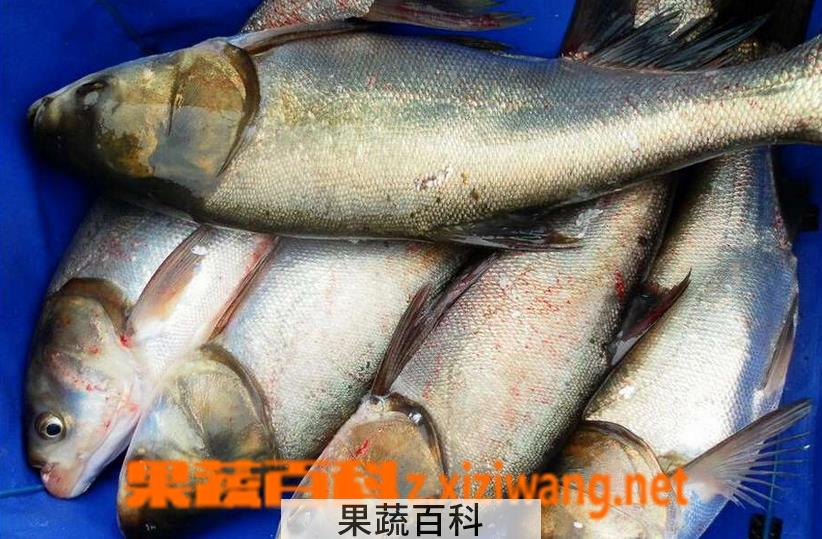 果蔬百科白鲢鱼的做法大全