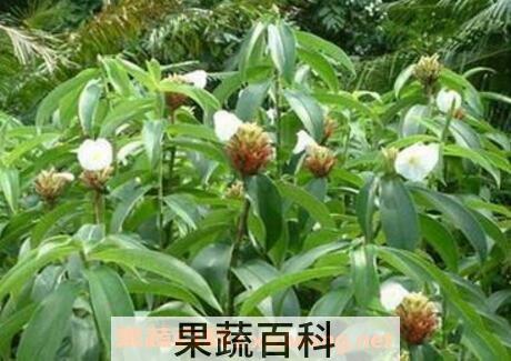 樟子油的作用