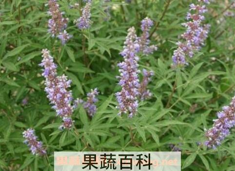 贞节树精油的功效与作用