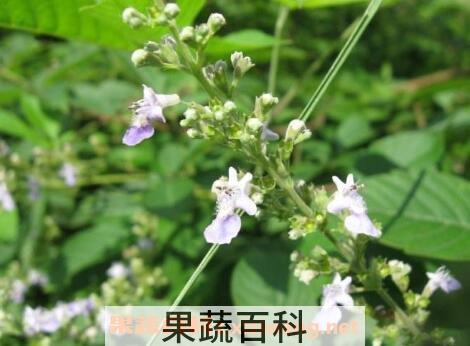 贞节树精油的功效与作用