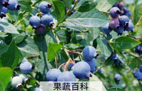 蓝莓叶的作用与功效 蓝莓叶的药用价值