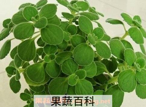 碰碰香有毒吗 碰碰香泡茶的食用方法