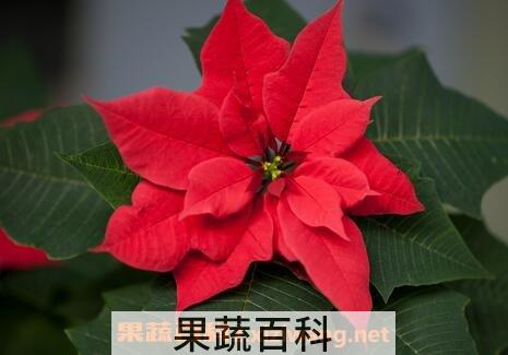 一品红的养殖方法和注意事项