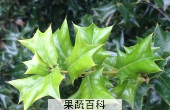 猫儿刺茶的功效与作用 猫儿刺茶的禁忌
