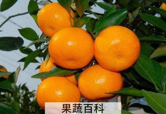 冰糖蜜橘的功效与作用