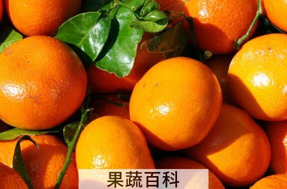 冰糖蜜橘的功效与作用