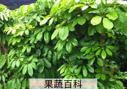 大叶伞怎么养 大叶伞的养殖方法