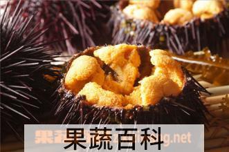 果蔬百科海胆怎么吃最好吃