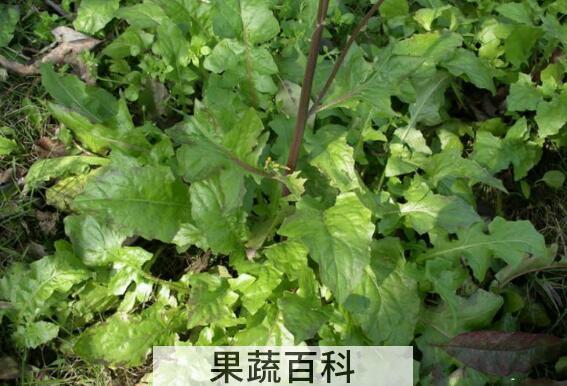 野生芥菜的功效和作用及食用方法