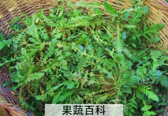 野生芥菜的功效和作用及食用方法