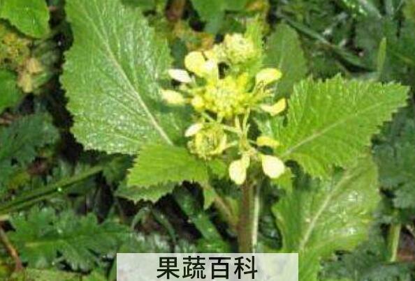 大叶芥菜的功效与作用