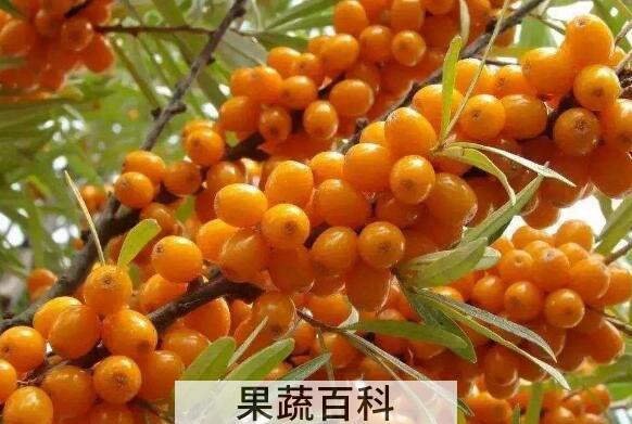 藏沙棘的功效与作用