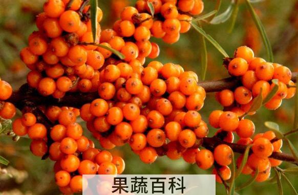 藏沙棘的功效与作用