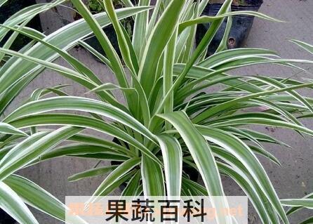 银边吊兰的养殖方法