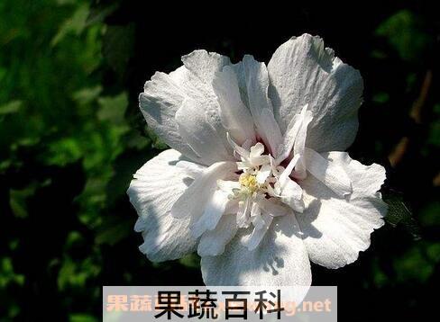 沙漠梅花的养殖方法