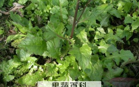 金芥菜的功效与作用 吃金芥菜的好处有哪些