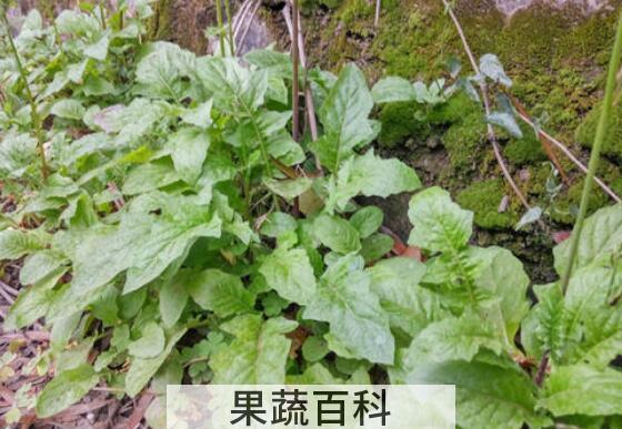 金芥菜的功效作用
