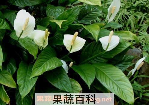 一帆风顺养殖方法和注意事项