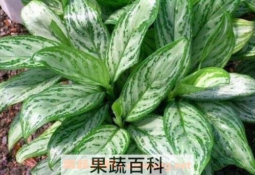 银皇后的养殖方法和注意事项