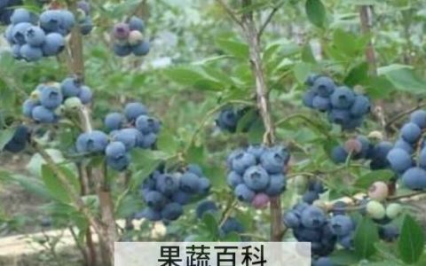 蓝莓根的功效与作用 吃蓝莓的好处