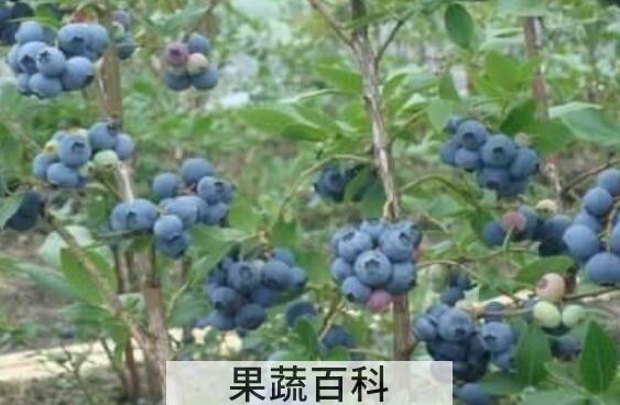 蓝莓根的功效与作用 吃蓝莓的好处