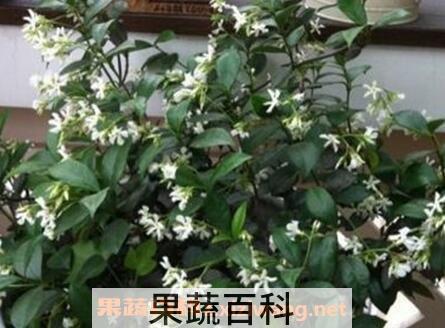 银丝茉莉的养殖方法