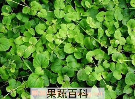 一串心的养殖方法和注意事项