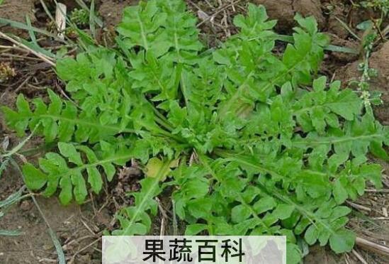 野生芥菜有毒吗 吃野芥菜有什么副作用