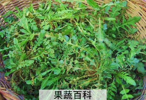 野生芥菜有毒吗 吃野芥菜有什么副作用