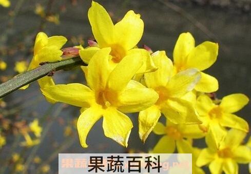  迎春花的养殖方法与注意事项