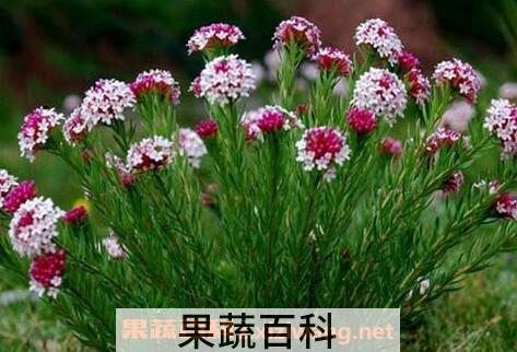 狼毒的禁忌及副作用