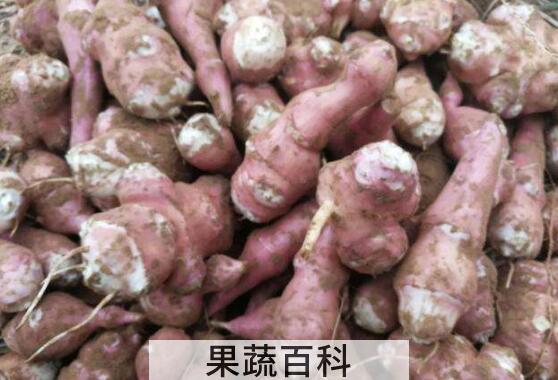 紫色洋姜与白色洋姜的区别 吃洋姜的好处