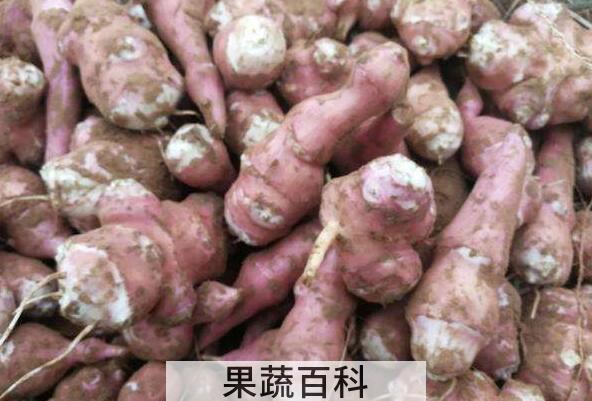紫色洋姜与白色洋姜的区别 吃洋姜的好处
