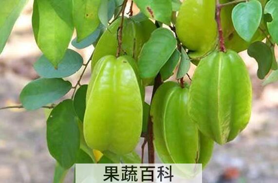 杨桃的功效与作用有哪些