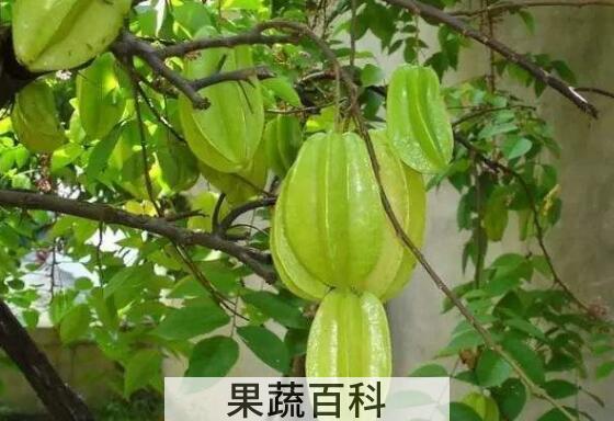杨桃的功效与作用有哪些
