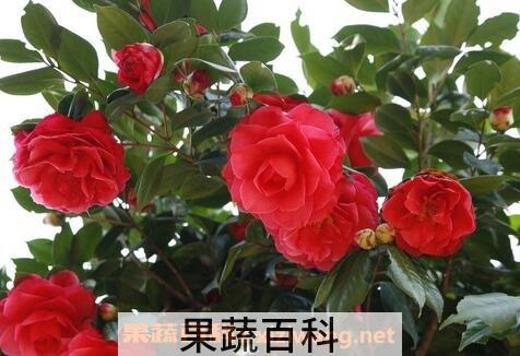 玉玲珑山茶花养殖方法