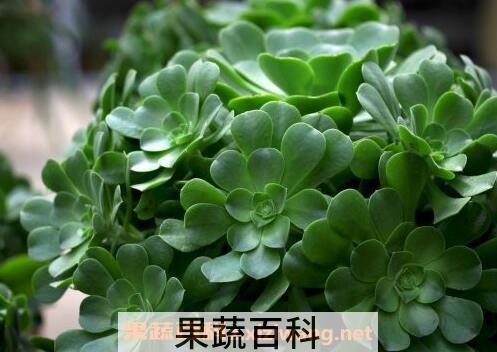 玉龙观音的养殖方法