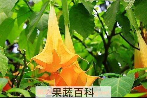 洋金花的副作用和禁忌