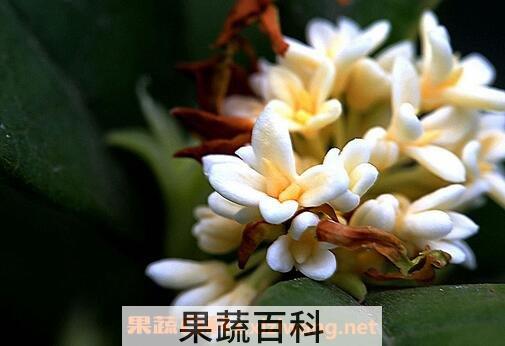 银桂花的养殖方法和注意事项