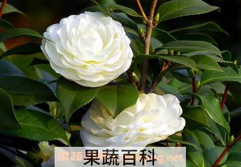 野生山茶花的养殖方法和注意事项