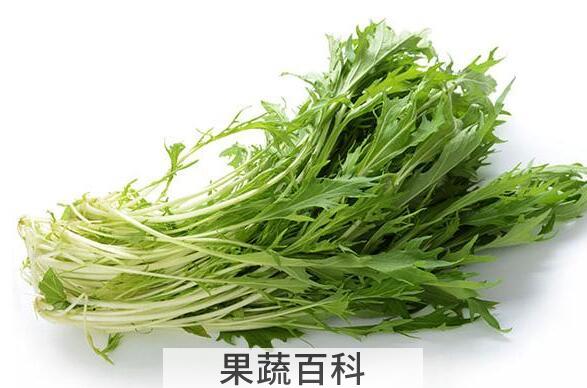 银丝菜的功效与作用