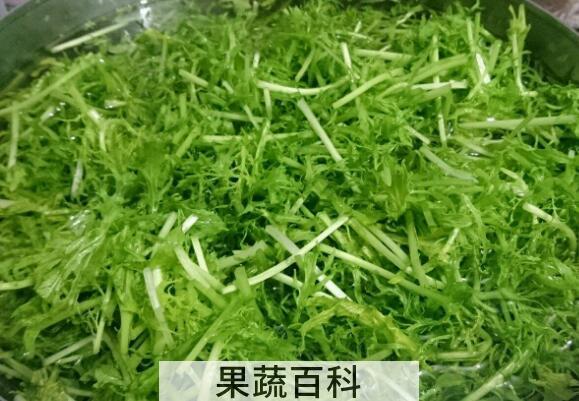 银丝菜的功效与作用