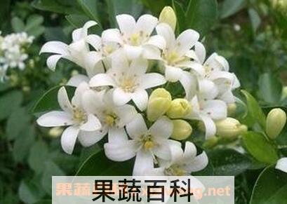 夜来香的盆栽养殖方法