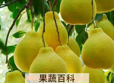 醉酒后吃什么食物解酒快