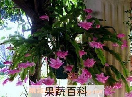 蟹爪兰养殖方法与技巧