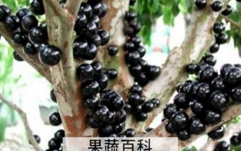 树葡萄的功效与作用及禁忌