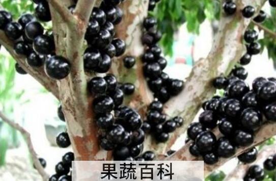 树葡萄的功效与作用及禁忌
