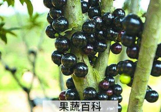 树葡萄的功效与作用及禁忌