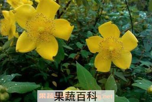 金丝梅的药用价值